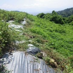 取り急ぎ草刈り作業開始！