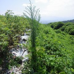 背丈よりも高い雑草が立ちはだかります