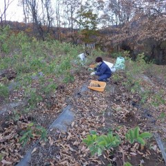 綺麗に片付けた畑も木枯らしが吹けば落ち葉で溢れてしまいます