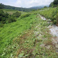 何とか午前中に一辺の草刈り作業終了
