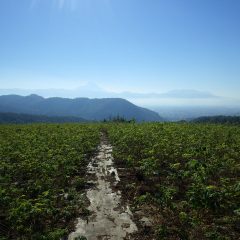 朝から晴れ渡った農場のローズ畑