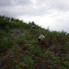 ローズ畑の除草作業は小雨降る中で時間ぎりぎりまで作業をしています