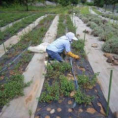 猛暑の中で除草作業中