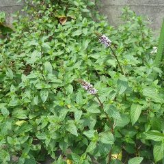 ペパーミントの花が咲き始めました