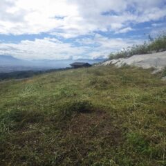 株が古くなり雑草だらけになって草刈り作業をしたラベンダー・グロッソ畑