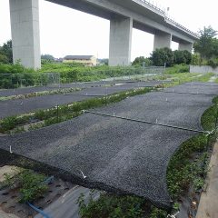 梅雨明けから連日の30℃越えになり、収穫までの間乾燥から守る為に遮光ネットを掛けました
