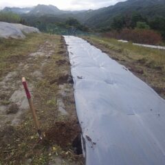ラベンダーを植え込む穴を等間隔で掘りました