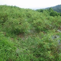 何とか除草作業をする為の通路を確保しました