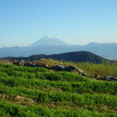 カモマイル畑から夕陽を浴びる富士山を望む