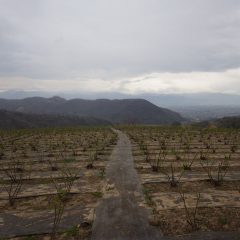 午後3時過ぎには雨が降り出しました