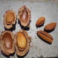 中に入っている種を割ると皆さんご存じのアーモンドが出て来ます