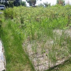 お盆休み明けの事務局前にあるローズ畑はまた雑草が生い茂っています