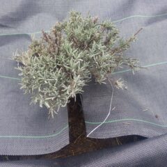 切り込みを入れて株元までしっかりと囲います