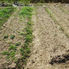 カモマイル・ジャーマンの傾斜畑で種を最後に蒔いた畝は台風の雨で種が表土ごと流されて発芽していません