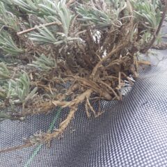 株元までしっかりと覆いました