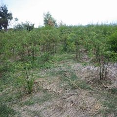 取り急ぎ草刈り作業をしました