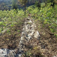 除草作業が終わって綺麗になったローズ畑