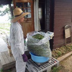 収穫したアルベンシスミントを計量中