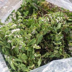 収穫されたアルベンシスミントは花満開、甘く涼し気な香りを漂わせています