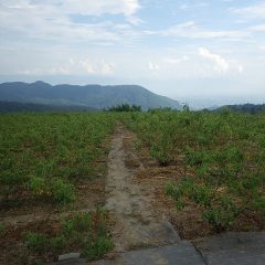 猛暑日に迫る暑さの中でローズ畑の除草作業は進んでいます