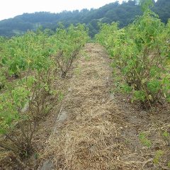 除草した草は熱波で干し草状態になっています