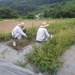 アルベンシスミントの収穫作業が始まりました