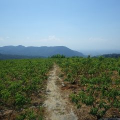 除草作業が続けられている炎天下のローズ畑