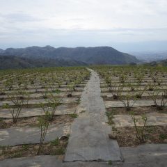 今日も降り出しそうな空模様