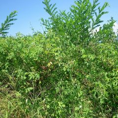 雑草で何処が通路かもわからなくなってしまったローズ畑