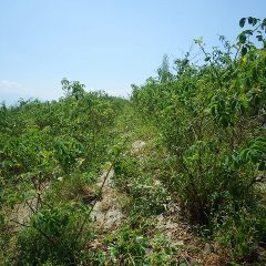 除草作業をするための通路を確保する草刈り作業開始