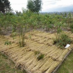 ローズ畑にも綺麗に敷き詰めていきます