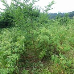 ニセアカシアという木まで生えてきてしまいました