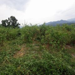刈り取った雑草で通路も埋まってしまいました