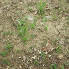 発芽したカモマイル・ジャーマンは順調に育っています