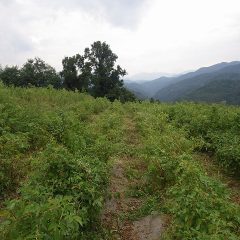 何とか雨にも降られずに通路を確保しました