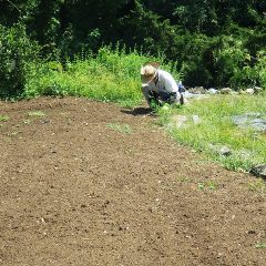 炎天下の中、カモマイル・ジャーマン畑の周囲に生えた雑草の除草作業中