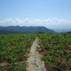 今日も朝から炎天下のローズ畑