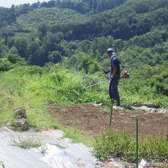 畑の周りの草刈り作業中