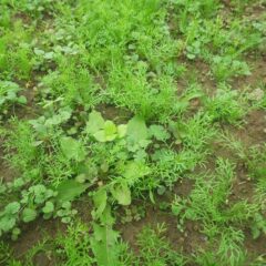 正面の畑に比べて大きく育っています