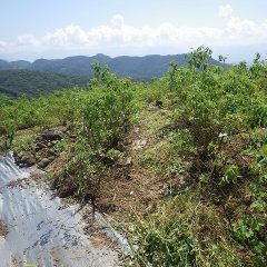 除草作業の終わったローズ畑