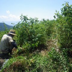 除草作業中のローズ畑