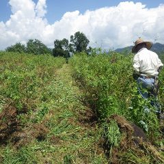総出で除草作業が行われています