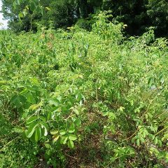 伸びたローズの枝と雑草で通路もわからなくなったローズ畑