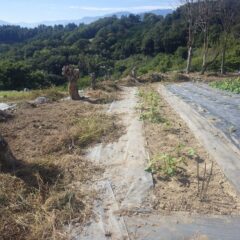 除草作業の終わったブラックマロウ畑に苗を植えました