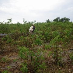 時間いっぱいまで除草作業は続けられました