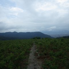 未明の雨が上がったものの高温多湿状態のローズ畑