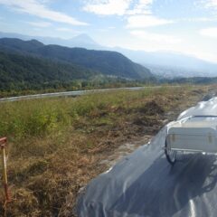 ラベンダー・グロッソ畑に3枚目の防草シートを張るために刈った草の片付け作業