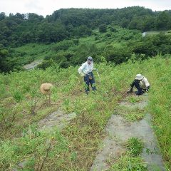 今日も汗だくになりながら除草作業が行われています