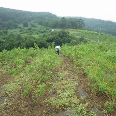 霧雨が降る中でも除草作業は続けられています