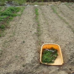 カモマイル・ジャーマンの傾斜畑で種が雨に流され発芽していない畝に掘り取った苗を移植しました